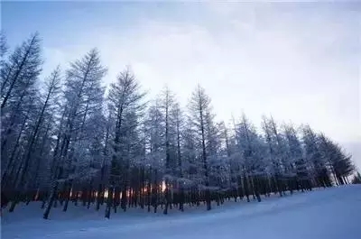 內蒙古牙克石——迷人的林海雪原-電老虎網